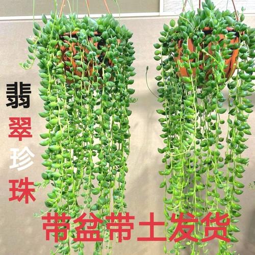 珍珠吊兰为何长得像一串串小珍珠？-第1张图片-吾爱花网