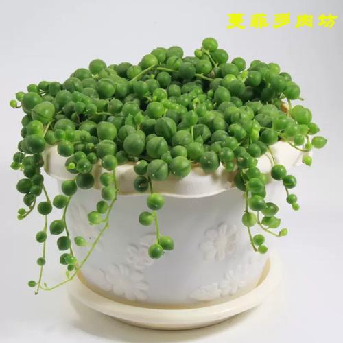 珍珠吊兰为何长得像一串串小珍珠？-第2张图片-吾爱花网