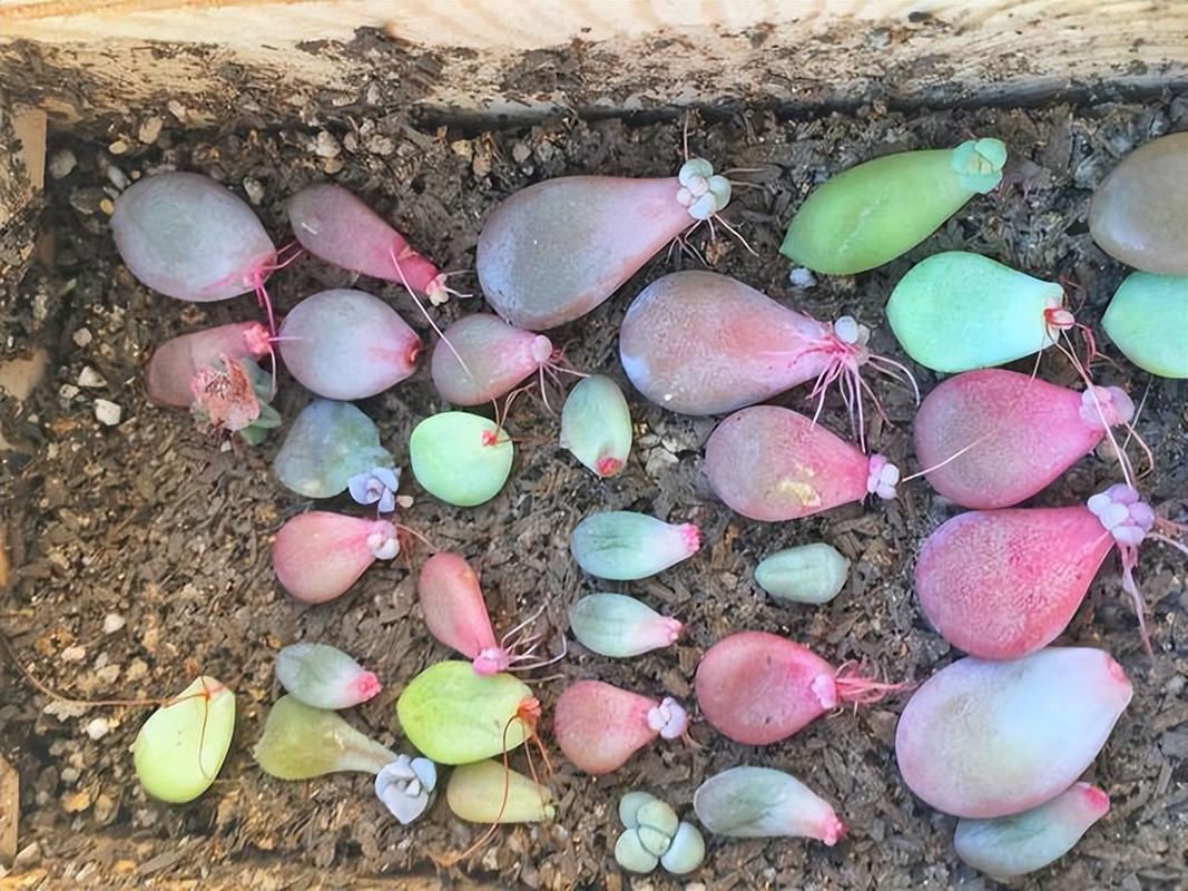 多肉插图片大全图片大全，有哪些品种？-第3张图片-吾爱花网