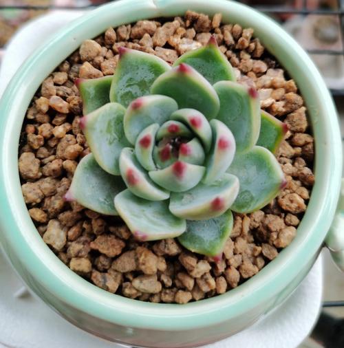 多肉插图片大全图片大全，有哪些品种？-第2张图片-吾爱花网