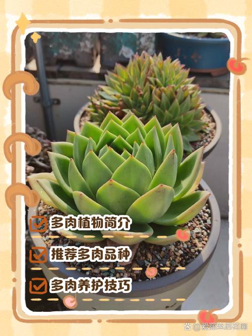 多肉植物室内养护可行吗?-第3张图片-吾爱花网 多肉植物室内养护可行吗?-第3张图片-吾爱花网