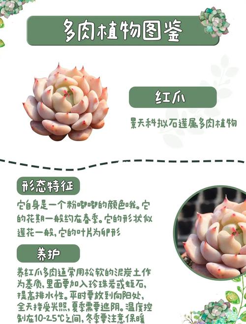 多肉植物室内养护可行吗？-第2张图片-吾爱花网