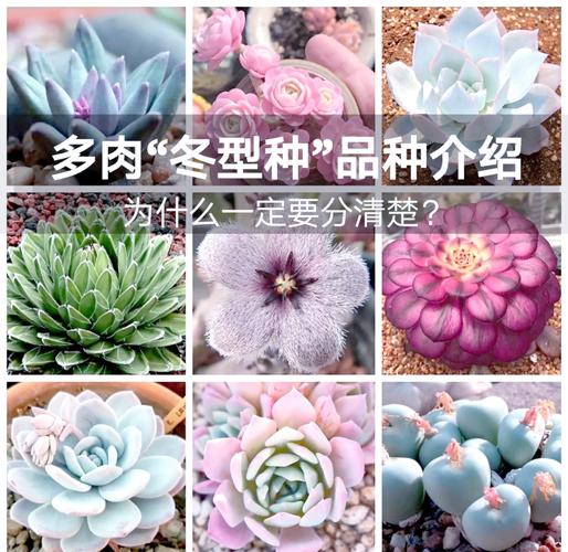 多肉植物常见种类有哪些?-第1张图片-吾爱花网 多肉植物常见种类有哪些?-第1张图片-吾爱花网