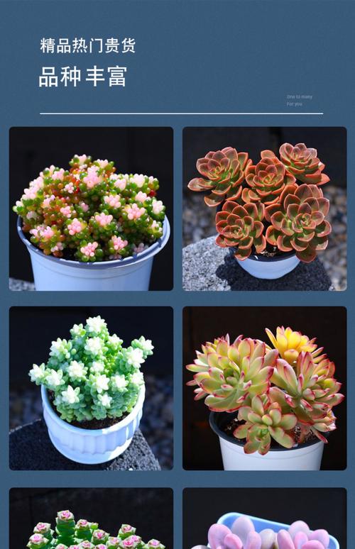 多肉植物常见种类有哪些?-第3张图片-吾爱花网 多肉植物常见种类有哪些?-第3张图片-吾爱花网
