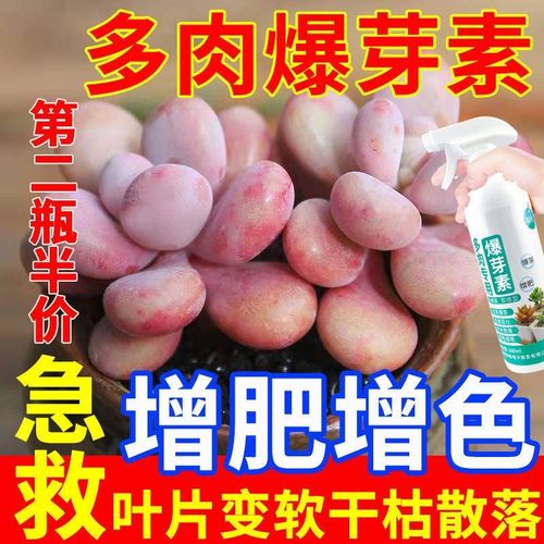 多肉肥料能铺表面吗？-第2张图片-吾爱花网