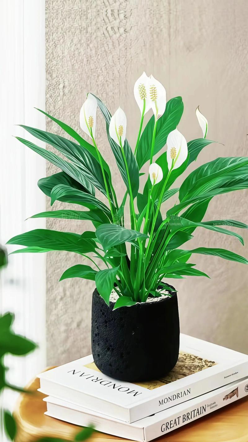 水培植物哪种好养活?新手必看!-第1张图片-吾爱花网 水培植物哪种好养活?新手必看!-第1张图片-吾爱花网