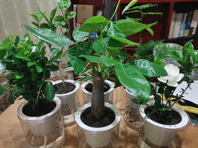 水培植物哪种好养活?新手必看!-第3张图片-吾爱花网 水培植物哪种好养活?新手必看!-第3张图片-吾爱花网