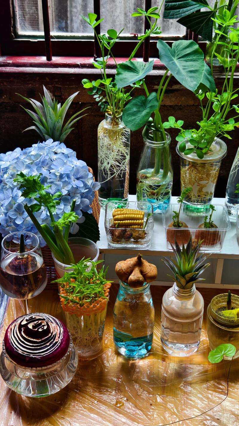 水培植物哪种好养活?新手必看!-第2张图片-吾爱花网 水培植物哪种好养活?新手必看!-第2张图片-吾爱花网