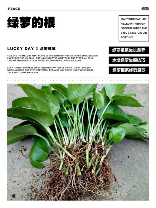 水培绿萝根太多要剪吗?怎么处理?-第3张图片-吾爱花网 水培绿萝根太多要剪吗?怎么处理?-第3张图片-吾爱花网