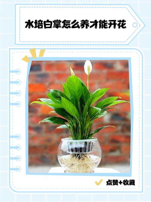 白掌土养能改水培吗?-第2张图片-吾爱花网 白掌土养能改水培吗?-第2张图片-吾爱花网