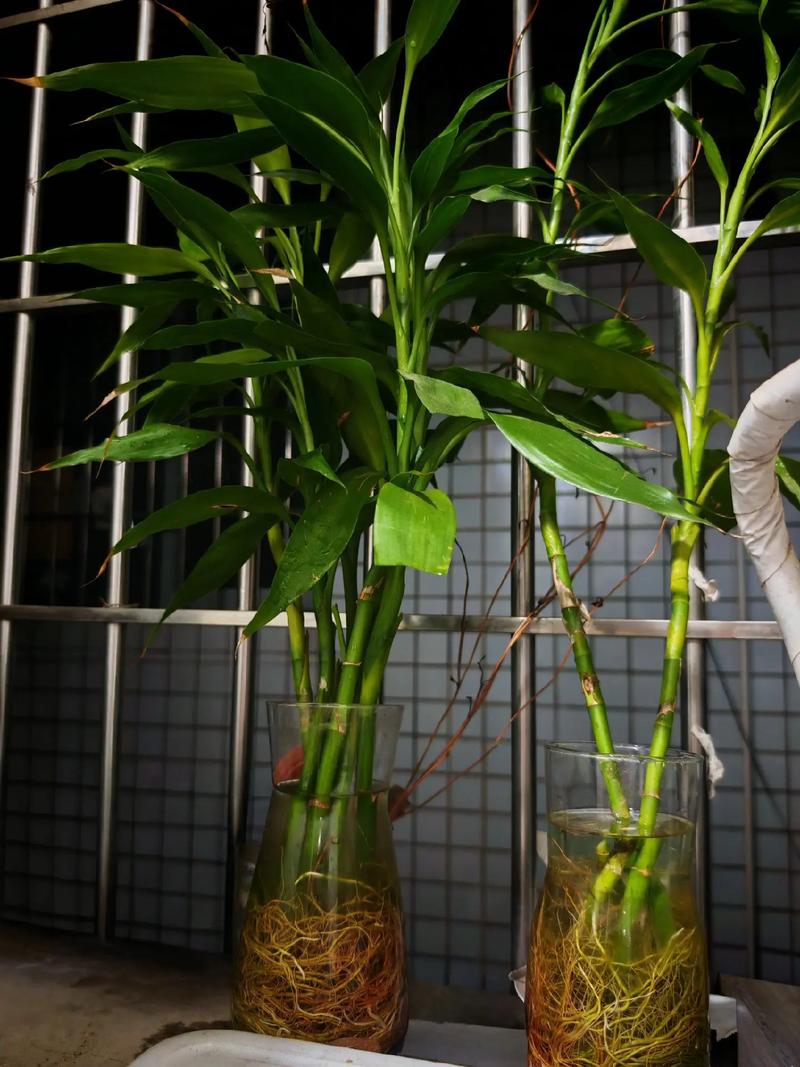 生根粉如何助力水培绿萝富贵竹生根?-第1张图片-吾爱花网 生根粉如何助力水培绿萝富贵竹生根?-第1张图片-吾爱花网