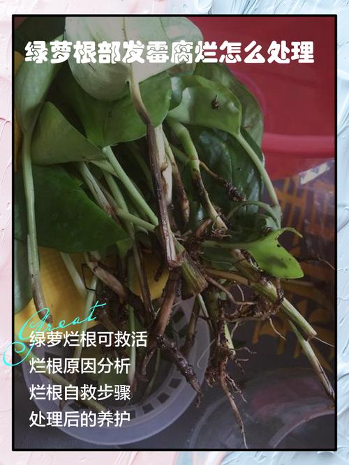 水培绿萝根变黑咋办?-第1张图片-吾爱花网 水培绿萝根变黑咋办?-第1张图片-吾爱花网