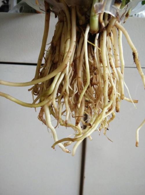水培白掌烂根是啥原因?-第3张图片-吾爱花网 水培白掌烂根是啥原因?-第3张图片-吾爱花网