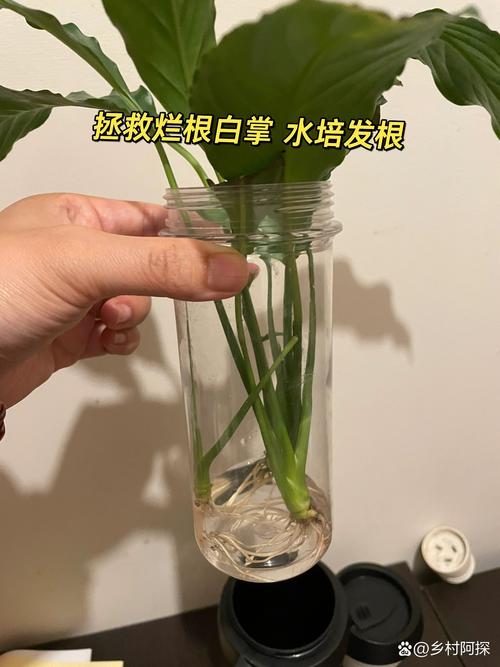 水培白掌烂根是啥原因?-第1张图片-吾爱花网 水培白掌烂根是啥原因?-第1张图片-吾爱花网