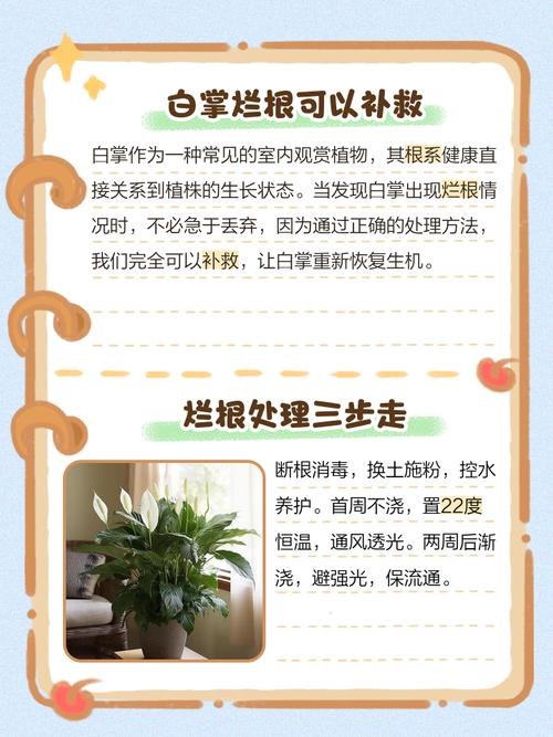 土培白掌烂根后如何改水培?-第2张图片-吾爱花网 土培白掌烂根后如何改水培?-第2张图片-吾爱花网