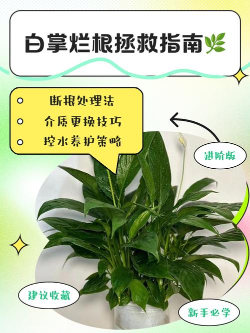 土培白掌烂根后如何改水培?-第1张图片-吾爱花网 土培白掌烂根后如何改水培?-第1张图片-吾爱花网