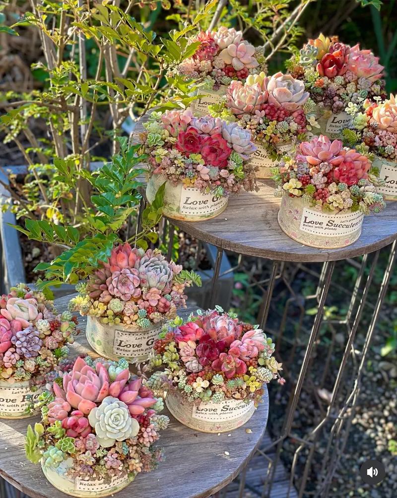 多肉拼盘怎么搭配才好看？-第1张图片-吾爱花网