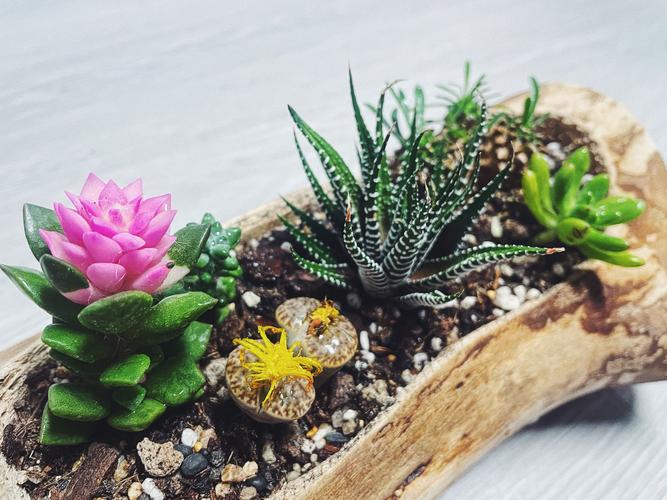 多肉拼盘怎么搭配才好看？-第2张图片-吾爱花网