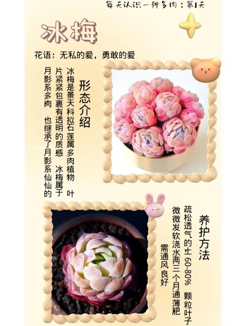 哪些多肉能安全过冬？耐寒品种有哪些？-第2张图片-吾爱花网