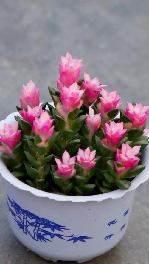 哪些多肉能安全过冬？耐寒品种有哪些？-第1张图片-吾爱花网