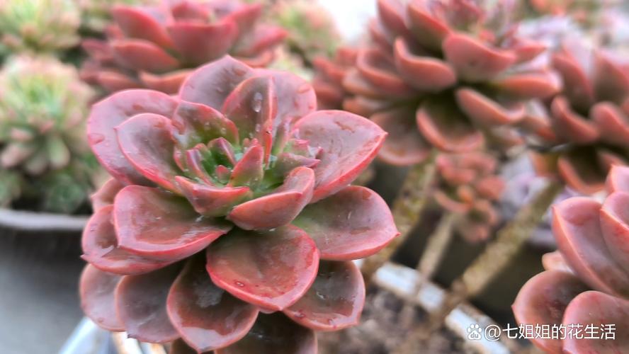 多肉巧克力几年能开花？-第3张图片-吾爱花网