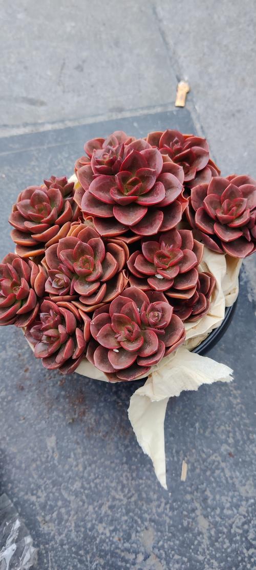 多肉巧克力几年能开花？-第1张图片-吾爱花网