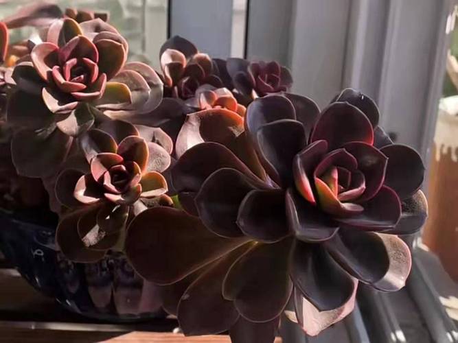 多肉巧克力几年能开花？-第2张图片-吾爱花网