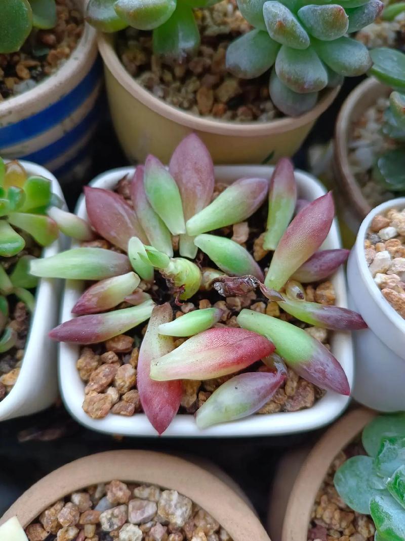 自己养的多肉死了，怎么这么难过？-第3张图片-吾爱花网