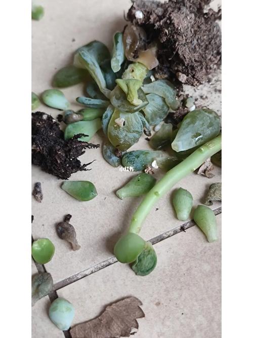 自己养的多肉死了，怎么这么难过？-第1张图片-吾爱花网