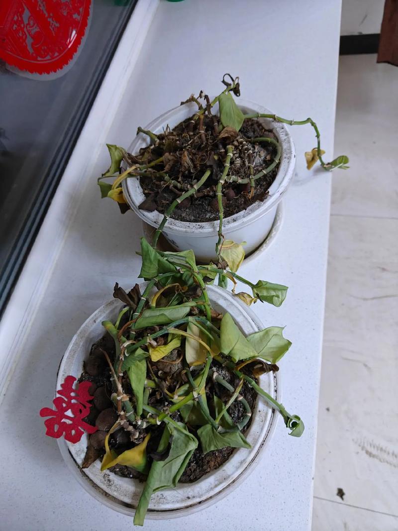 冬季绿萝水培会冻死吗?-第1张图片-吾爱花网 冬季绿萝水培会冻死吗?-第1张图片-吾爱花网