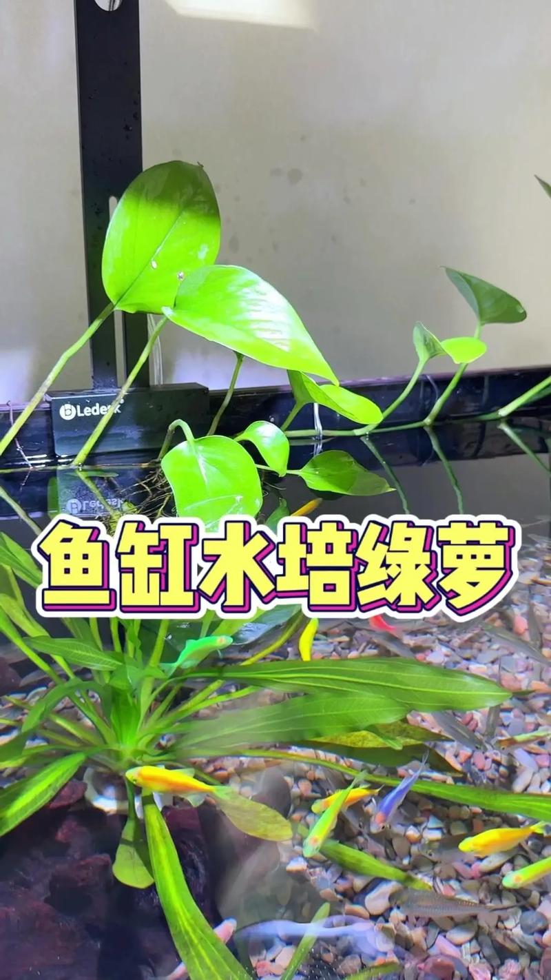 冬季绿萝水培会冻死吗?-第3张图片-吾爱花网 冬季绿萝水培会冻死吗?-第3张图片-吾爱花网