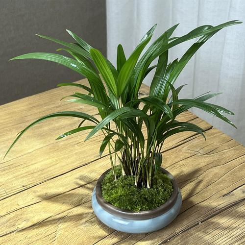 小型盆栽棕竹哪个品种好养又好看？-第1张图片-吾爱花网