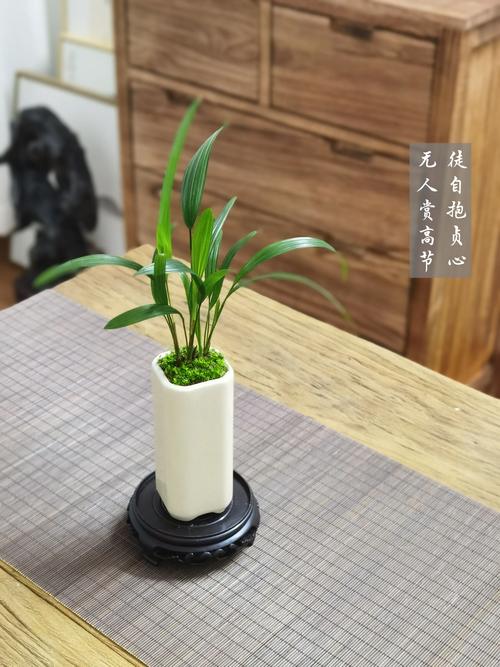 小型盆栽棕竹哪个品种好养又好看？-第2张图片-吾爱花网
