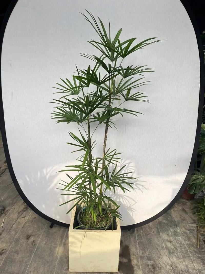 小型盆栽棕竹哪个品种好养又好看？-第3张图片-吾爱花网