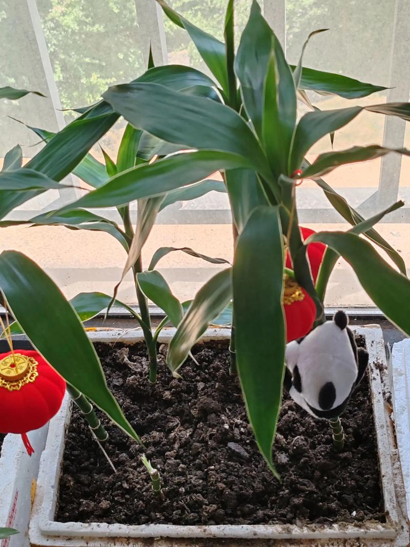 土培富贵竹可以转水培吗-第2张图片-吾爱花网