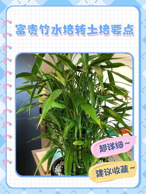 土培富贵竹可以转水培吗-第1张图片-吾爱花网 土培富贵竹可以转水培吗-第1张图片-吾爱花网