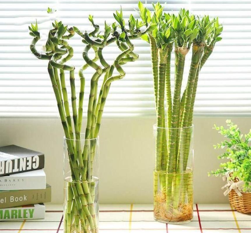 土培富贵竹可以转水培吗-第3张图片-吾爱花网 土培富贵竹可以转水培吗-第3张图片-吾爱花网