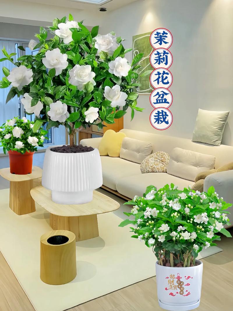 阳台盆栽花卉,选哪些好养又好看?-第2张图片-吾爱花网 阳台盆栽花卉,选哪些好养又好看?-第2张图片-吾爱花网