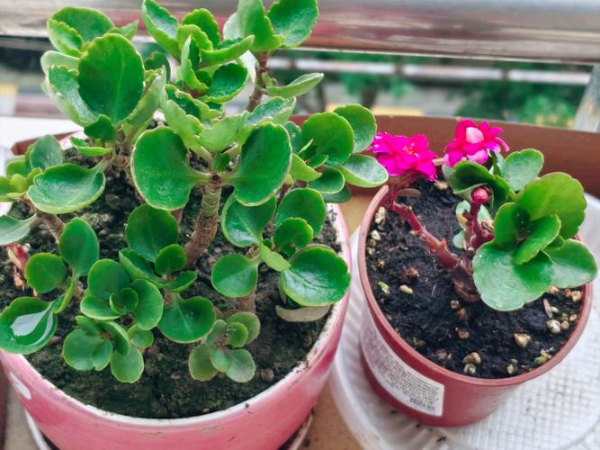 阳台盆栽花卉,选哪些好养又好看?-第3张图片-吾爱花网 阳台盆栽花卉,选哪些好养又好看?-第3张图片-吾爱花网