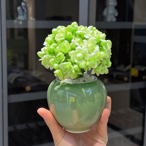 阳台盆栽花卉,选哪些好养又好看?-第1张图片-吾爱花网 阳台盆栽花卉,选哪些好养又好看?-第1张图片-吾爱花网