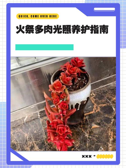 5000lux多肉光照,够还是不够?-第2张图片-吾爱花网 5000lux多肉光照,够还是不够?-第2张图片-吾爱花网