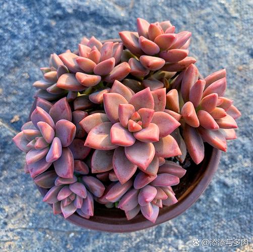 5000lux多肉光照,够还是不够?-第1张图片-吾爱花网 5000lux多肉光照,够还是不够?-第1张图片-吾爱花网