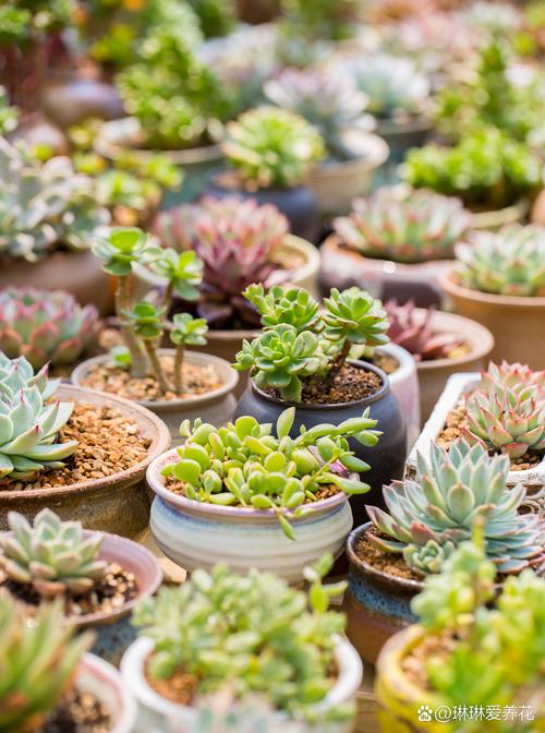 5000lux多肉光照,够还是不够?-第3张图片-吾爱花网 5000lux多肉光照,够还是不够?-第3张图片-吾爱花网