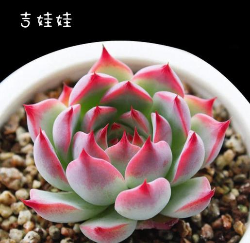 吉娃娃多肉易生病?养护关键在哪?-第2张图片-吾爱花网 吉娃娃多肉易生病?养护关键在哪?-第2张图片-吾爱花网