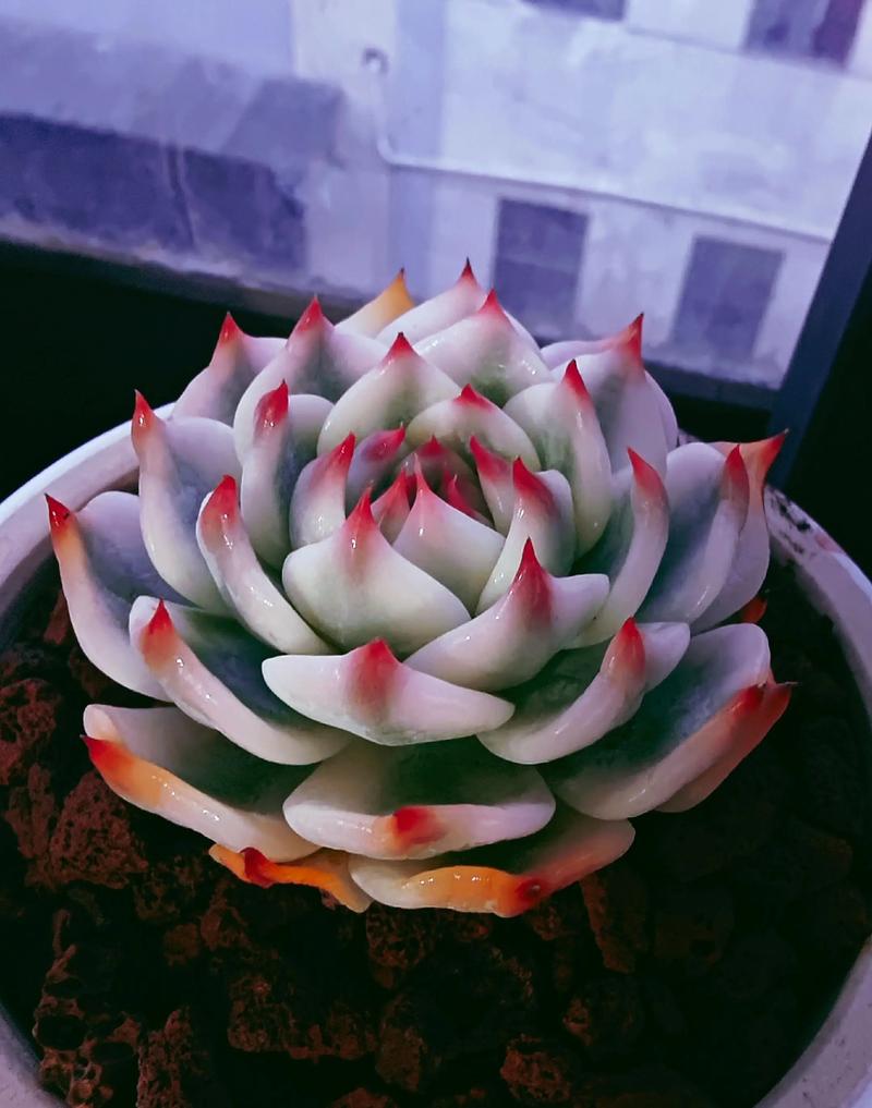 吉娃娃多肉易生病?养护关键在哪?-第1张图片-吾爱花网 吉娃娃多肉易生病?养护关键在哪?-第1张图片-吾爱花网