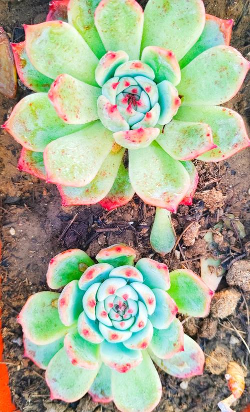 吉娃娃多肉易生病?养护关键在哪?-第3张图片-吾爱花网 吉娃娃多肉易生病?养护关键在哪?-第3张图片-吾爱花网