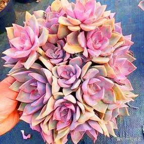 初恋开花后怎么办?-第1张图片-吾爱花网 初恋开花后怎么办?-第1张图片-吾爱花网