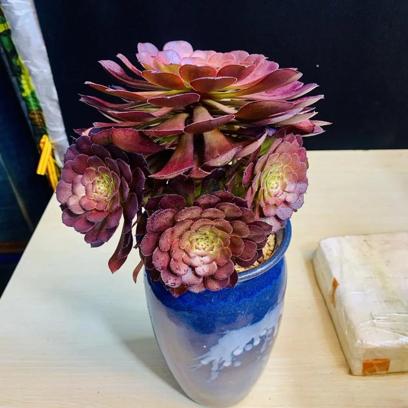 多肉植物与流水铜壶如何搭配出意境?-第1张图片-吾爱花网 多肉植物与流水铜壶如何搭配出意境?-第1张图片-吾爱花网