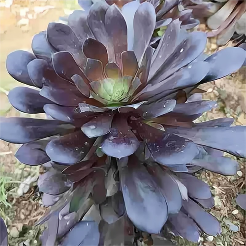 多肉植物与流水铜壶如何搭配出意境?-第2张图片-吾爱花网 多肉植物与流水铜壶如何搭配出意境?-第2张图片-吾爱花网