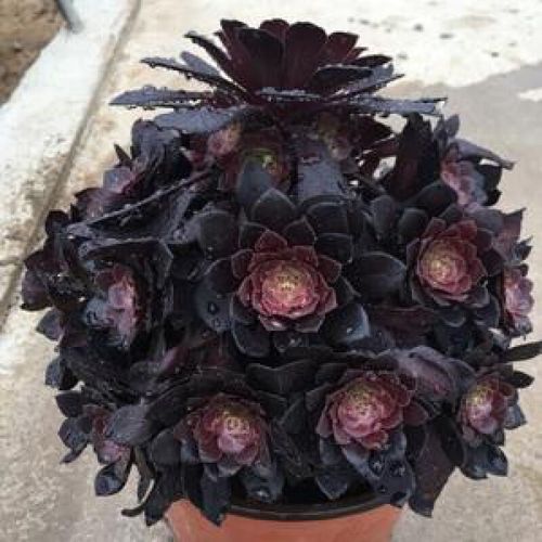 多肉植物与流水铜壶如何搭配出意境?-第3张图片-吾爱花网 多肉植物与流水铜壶如何搭配出意境?-第3张图片-吾爱花网